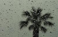 Rain Palmtree