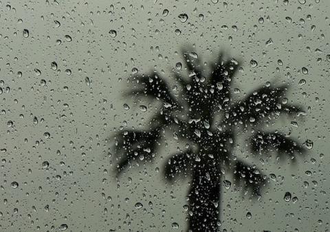Rain Palmtree